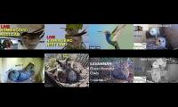 Thumbnail of Amazingearthanimalslivestream