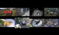 Thumbnail of Amazingearthanimalslivestream