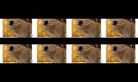 Funny cats and dogs moment..