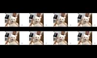Funny cat and dog|vadivelu...