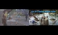 Thumbnail of Amazingearthanimalslivestream