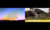 Giant Anteater Tribute