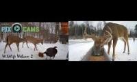 Thumbnail of Amazingearthanimalslivestream