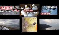 Thumbnail of Amazingearthanimalslivestream
