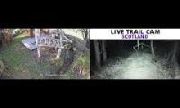 Amazingearthanimalslivestream