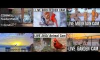 Thumbnail of Amazingearthanimalslivestream