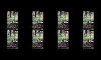 Kebun 1 hektar dipanen orang 3.ternyata buahnya banyak,gak kalah sama kebun sawit 2 hektar
