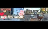 Thumbnail of Amazingearthanimalslivestream