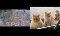 Thumbnail of Amazingearthanimalslivestream