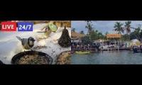 Thumbnail of Amazingearthanimalslivestream