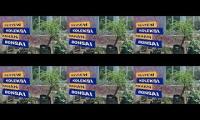 Review koleksi bonsai