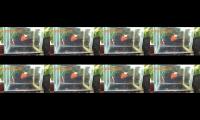 Thumbnail of Bermacam macam guppy³