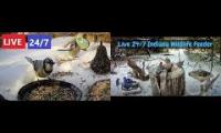 Thumbnail of Amazingearthanimalslivestream
