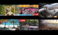 Thumbnail of Amazingearthanimalslivestream