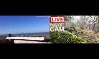 Thumbnail of Amazingearthanimalslivestream