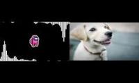 Dogs barking sus video