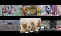Thumbnail of Amazingearthanimalslivestream