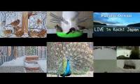 Thumbnail of Amazingearthanimalslivestream