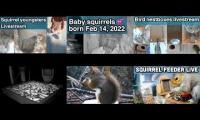 Thumbnail of Amazingearthanimalslivestream