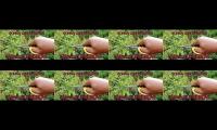 Thumbnail of How to Cutting Bonsai
