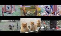 Thumbnail of Amazingearthanimalslivestream