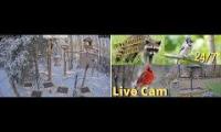 Thumbnail of Amazingearthanimalslivestream