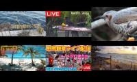 Amazingearthanimalslivestream