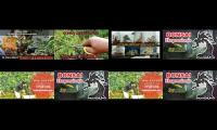 the best bonsai video education