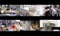 Thumbnail of Kittens and Cats Livestreams Galore