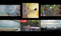 Thumbnail of Amazingearthanimalslivestream