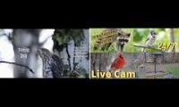 Thumbnail of Amazingearthanimalslivestream