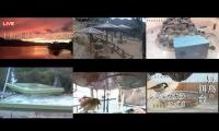 Thumbnail of Amazingearthanimalslivestream