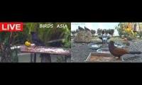 Thumbnail of Amazingearthanimalslivestream