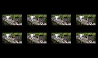 KUCING MEONG MEONG, KUCING MAU KAWIN