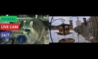 Thumbnail of Amazingearthanimalslivestream