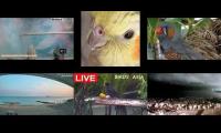 Thumbnail of Amazingearthanimalslivestream