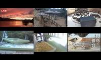 Thumbnail of Amazingearthanimalslivestream
