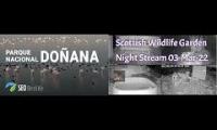 Thumbnail of Amazingearthanimalslivestream