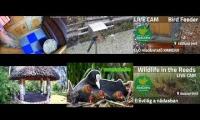Thumbnail of Amazingearthanimalslivestream