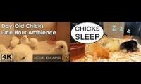 Thumbnail of 4K Day-Old Chicks | CUTENESS OVERLOAD | WATCH 2 DAYS OLD BABY CHICKS