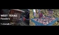 Thumbnail of Amazingearthanimalslivestream