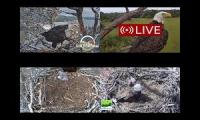 Thumbnail of Amazingearthanimalslivestream