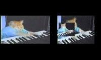 Keyboard cat original vs sparta keyboard cat