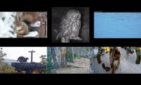 Thumbnail of Amazingearthanimalslivestream
