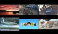 Thumbnail of Amazingearthanimalslivestream