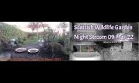 Amazingearthanimalslivestream