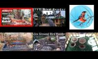 Thumbnail of Amazingearthanimalslivestream