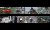 Amazingearthanimalslivestream