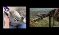 Thumbnail of Fortunate Murder Kitty