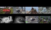 Thumbnail of Amazingearthanimalslivestream